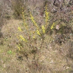 Acacia rubida at Kambah, ACT - 3 Sep 2022 01:34 PM