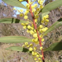 Acacia rubida at Kambah, ACT - 3 Sep 2022 01:34 PM