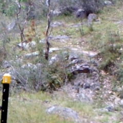 Corvus coronoides (Australian Raven) at Mount Taylor - 1 Apr 2022 by MountTaylorParkcareGroup
