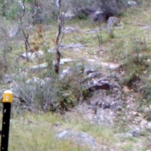 Corvus coronoides at Kambah, ACT - 2 Apr 2022