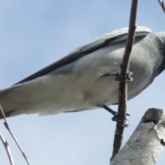 Coracina novaehollandiae (Black-faced Cuckooshrike) at Narrabundah, ACT - 18 Aug 2022 by RobParnell