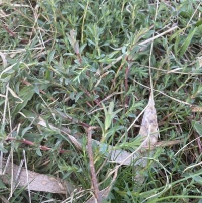 Hypericum perforatum (St John's Wort) at Aranda, ACT - 3 Sep 2022 by lbradley