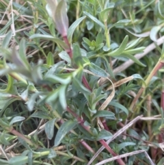 Hypericum perforatum at Aranda, ACT - 4 Sep 2022