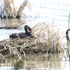 Cygnus atratus (Black Swan) at Belconnen, ACT - 3 Sep 2022 by AlisonMilton