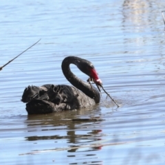 Cygnus atratus at Belconnen, ACT - 3 Sep 2022