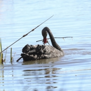 Cygnus atratus at Belconnen, ACT - 3 Sep 2022