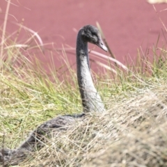 Cygnus atratus (Black Swan) at Belconnen, ACT - 3 Sep 2022 by AlisonMilton