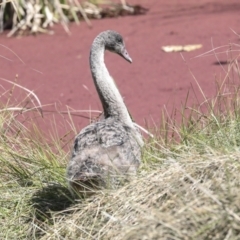 Cygnus atratus at Belconnen, ACT - 3 Sep 2022