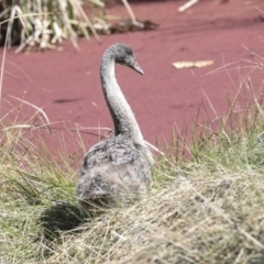 Cygnus atratus at Belconnen, ACT - 3 Sep 2022