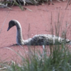 Cygnus atratus at Belconnen, ACT - 3 Sep 2022