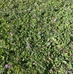 Erodium cicutarium (Common Storksbill, Common Crowfoot) at Yarralumla, ACT - 4 Sep 2022 by lbradley