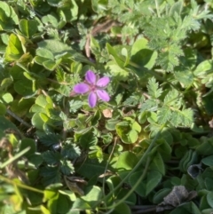 Erodium cicutarium at Molonglo Valley, ACT - 4 Sep 2022