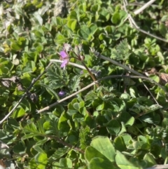 Erodium cicutarium at Molonglo Valley, ACT - 4 Sep 2022