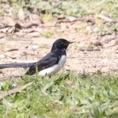 Rhipidura leucophrys (Willie Wagtail) at Lake Ginninderra - 3 Sep 2022 by AlisonMilton