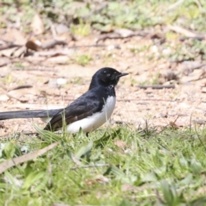 Rhipidura leucophrys at Belconnen, ACT - 3 Sep 2022