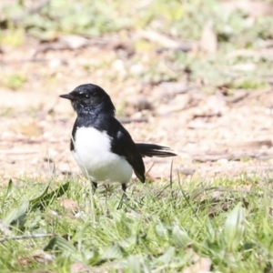 Rhipidura leucophrys at Belconnen, ACT - 3 Sep 2022