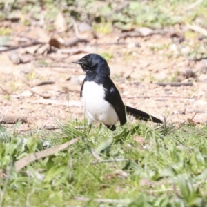 Rhipidura leucophrys at Belconnen, ACT - 3 Sep 2022