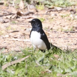 Rhipidura leucophrys at Belconnen, ACT - 3 Sep 2022