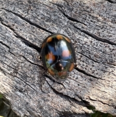 Paropsisterna beata (Blessed Leaf Beetle) at Jerrabomberra, NSW - 4 Sep 2022 by Mavis