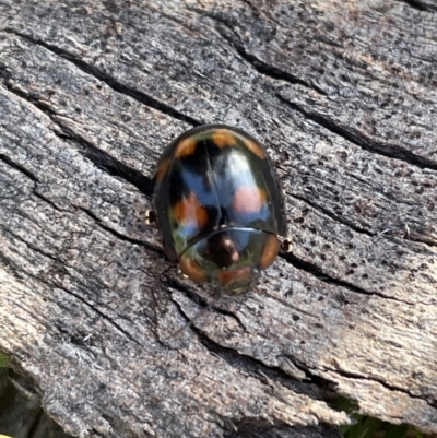 Paropsisterna beata (Blessed Leaf Beetle) at Jerrabomberra, NSW - 4 Sep 2022 by Mavis