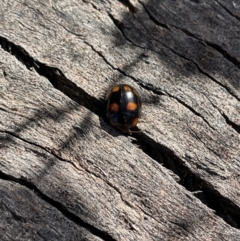 Paropsisterna beata at Jerrabomberra, NSW - suppressed