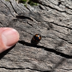 Paropsisterna beata at Jerrabomberra, NSW - suppressed