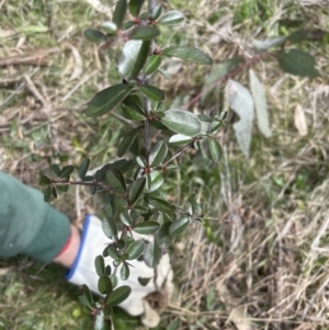 Pyracantha fortuneana at Yarralumla, ACT - 4 Sep 2022 10:31 AM