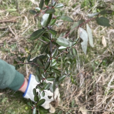 Pyracantha fortuneana (Firethorn) at Molonglo Valley, ACT - 4 Sep 2022 by lbradley