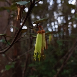 Correa lawrenceana var. lawrenceana at Wellington Park, TAS - 29 Aug 2022