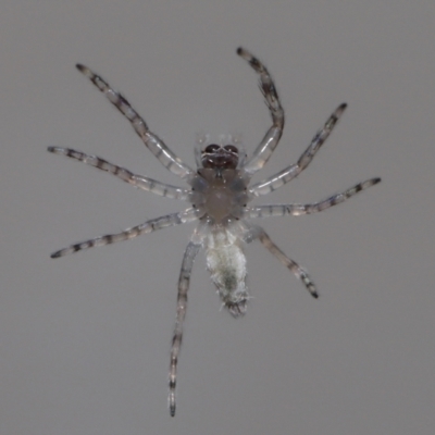 Helpis minitabunda (Threatening jumping spider) at Evatt, ACT - 29 Aug 2022 by TimL