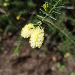 Acacia verticillata subsp. ovoidea (TBC) at Dynnyrne, TAS - 16 Aug 2022 by Detritivore