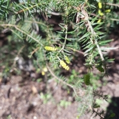 Acacia verticillata subsp. ovoidea at Dynnyrne, TAS - 16 Aug 2022