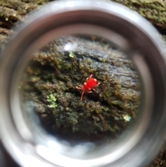 Unidentified Mite and Tick (Acarina) at Wellington Park, TAS - 29 Aug 2022 by Detritivore