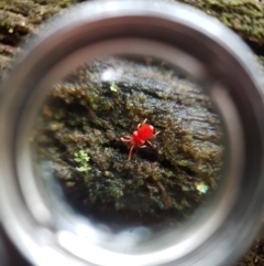 Unidentified Mite and Tick (Acarina) (TBC) at Wellington Park, TAS - 29 Aug 2022 by Detritivore