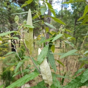 Olearia lirata at Isaacs, ACT - 4 Sep 2022 11:33 AM