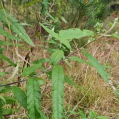 Olearia lirata at Isaacs, ACT - 4 Sep 2022