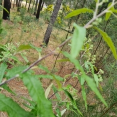 Olearia lirata at Isaacs, ACT - 4 Sep 2022 11:33 AM