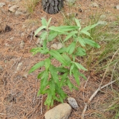 Olearia lirata (Snowy Daisybush) at Isaacs Ridge - 4 Sep 2022 by Mike