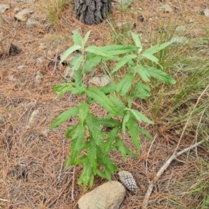 Olearia lirata at Isaacs, ACT - 4 Sep 2022