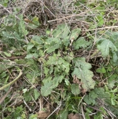Salvia verbenaca var. verbenaca (Wild Sage) at Yarralumla, ACT - 4 Sep 2022 by lbradley