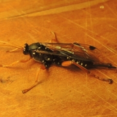 Echthromorpha intricatoria (Cream-spotted Ichneumon) at Conder, ACT - 23 Jul 2022 by MichaelBedingfield