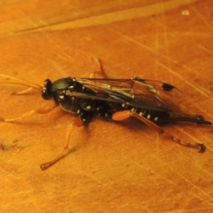 Echthromorpha intricatoria at Conder, ACT - 23 Jul 2022 05:39 PM