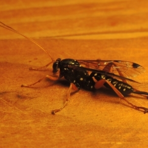 Echthromorpha intricatoria at Conder, ACT - 23 Jul 2022