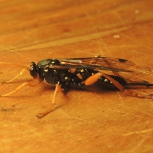 Echthromorpha intricatoria at Conder, ACT - 23 Jul 2022