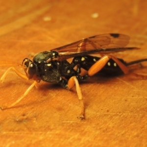 Echthromorpha intricatoria at Conder, ACT - 23 Jul 2022