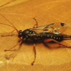 Echthromorpha intricatoria at Conder, ACT - 23 Jul 2022