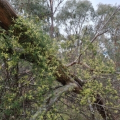 Clematis leptophylla (Small-leaf Clematis, Old Man's Beard) at Isaacs, ACT - 4 Sep 2022 by Mike