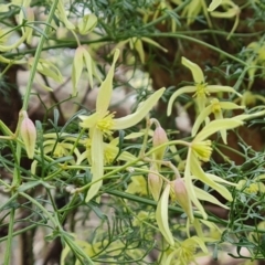 Clematis leptophylla at Isaacs, ACT - 4 Sep 2022 11:56 AM