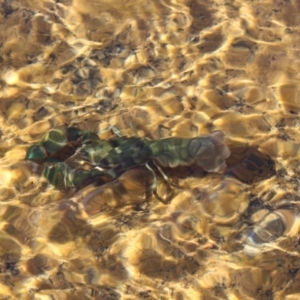 Cherax destructor at Kaleen, ACT - 4 Sep 2022