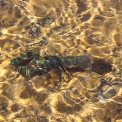 Cherax destructor (Common Yabby) at Kaleen, ACT - 4 Sep 2022 by maura